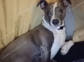Loving girl needs her forever home