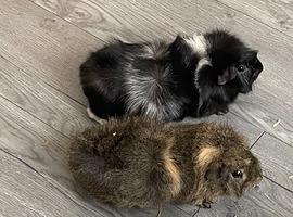 2 male guinea pigs