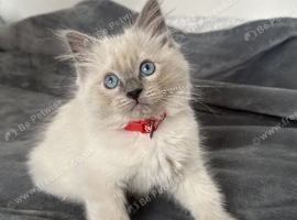 Beautiful Ragdoll Kittens Ready for New Homes