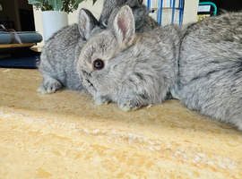 **TINY**Netherland dwarf rabbits