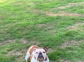 Bulldog bitch