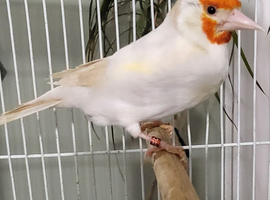 Beautiful Mutation Siberian Goldfinches