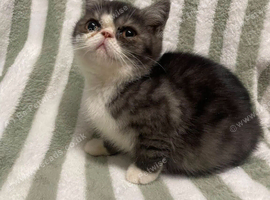 Exotic shorthrthair kittens