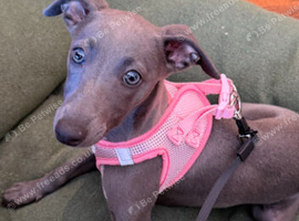 Pure blue whippet