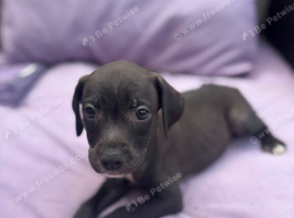 Beautiful 8 staff cross labrador