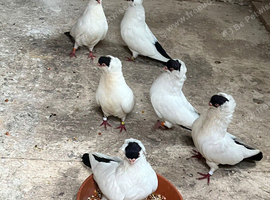 Polish helmt 5 pairs Yongs