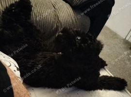 2year old cockapoo