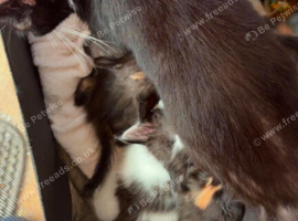 Gorgeous kitten
