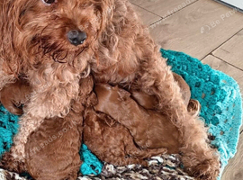 Cavapoo male puppies ready for new homes