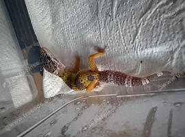 Baby leopard geckos