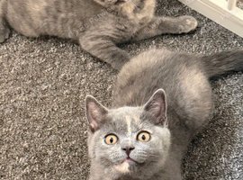 Kitten british shorthair