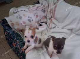 MIXED JACK/SHIH-TZU X2 PUPPIES