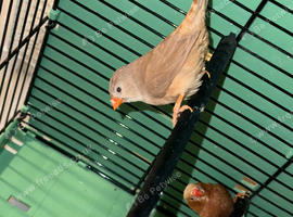 Tripple orange zebra finch pair