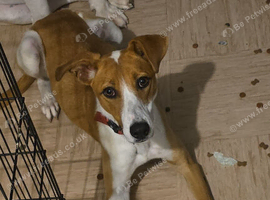 9 month old lurcher&times;staffy
