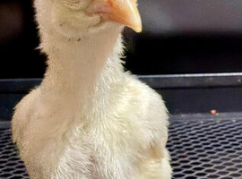 Ko shamo chicks