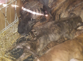 Bull wheatens
