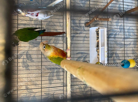 Golden conure