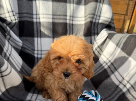 Stunning F1 cavapoos ready now !