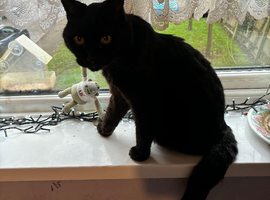 Missing cat