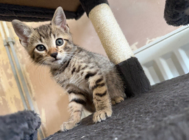 Last female kitten(bengal)