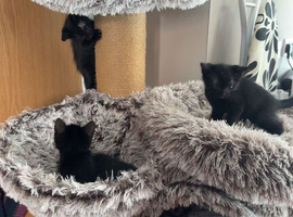 Black kittens