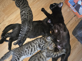 3 kittens for rehoming