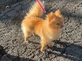 Adult female Pom