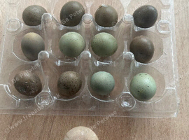 Button quail eggs