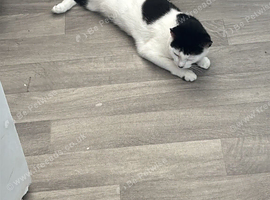 Paz