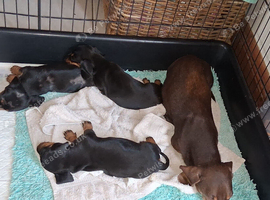 KC REG. PRA CLEAR PUPPIES