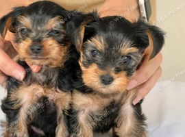 TWO Yorkshire terrier girls
