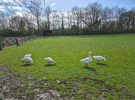 5 Egg-Laying Geese for Sale
