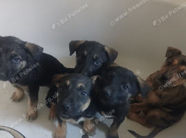 Mixed breed puppies for sale