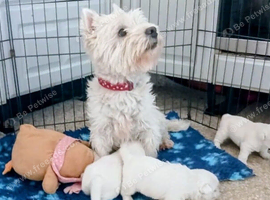 KC PUPPIES