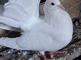 Homebred young Fantail Pigeons/Doves