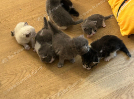 Kitten female ready now