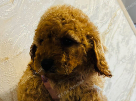 Adorable Cavapoo puppies