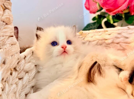 Exceptional Ragdoll Litter