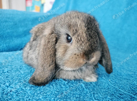 Selection of mini lop babies available