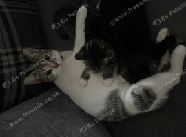 Kittens