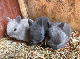 Blue Netherland dwarf kits