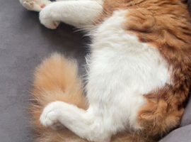 Needs a loving home urgently