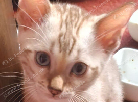 Bengal Kittens