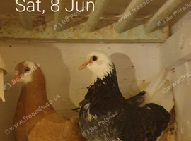 Birmingham roller pigeons!