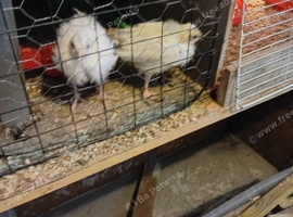 White pheasant chicks for sale