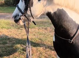 13.hh Cob mare for loan