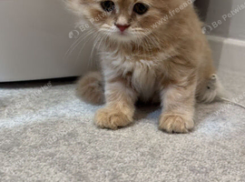 Adorable Persian/Maine Coon breed kittens.