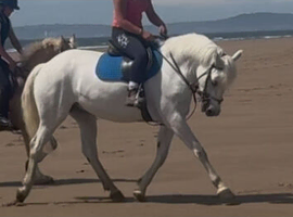 Smart 15.1h Registered Connemara Mare***
