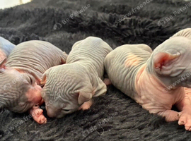 Blue and cream Canadian sphynx