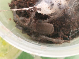 Whistling tarantula forsale